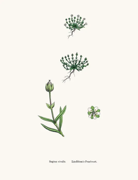 Framed Print : Pearlwort plant Framed Print : Pearlwort plant