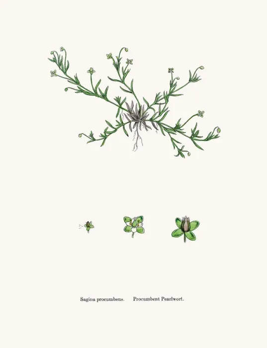 Framed Print : Pearlwort plant Framed Print : Pearlwort plant