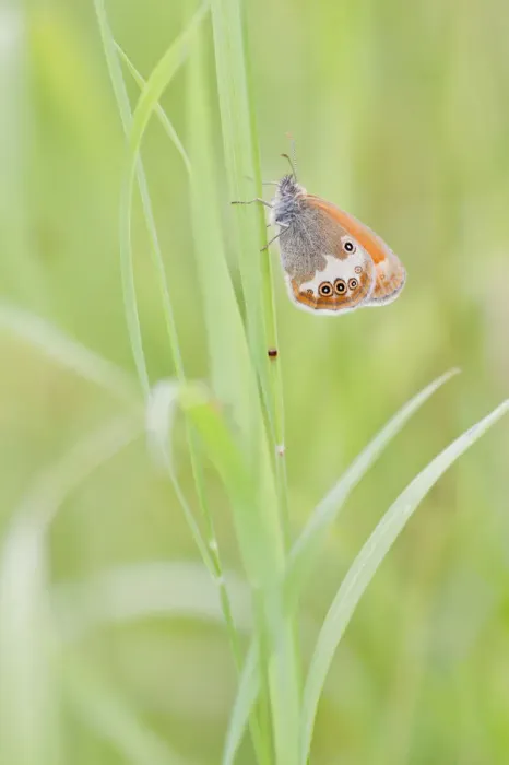 Framed Print : Pearly Heath -Coenonympha arcania- butterfly clinging to a blade of grass, North Hesse, Hesse, Germany Framed Print : Pearly Heath -Coenonympha arcania- butterfly clinging to a blade of grass, North Hesse, Hesse, Germany