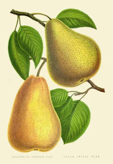 Framed Print : Pears illustration 1874 Framed Print : Pears illustration 1874