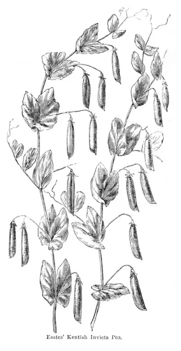 Framed Print : Peas plant illustration 1874 Framed Print : Peas plant illustration 1874