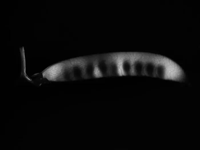 Framed Print : peas-X-Ray Framed Print : peas-X-Ray