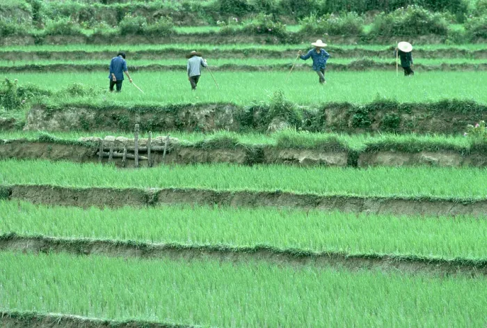 Framed Print : Peasants in Rice Paddy Framed Print : Peasants in Rice Paddy