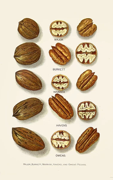Pecan varieties illustration 1892