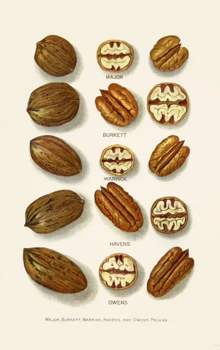 Framed Print : Pecan varieties illustration 1892 Framed Print : Pecan varieties illustration 1892