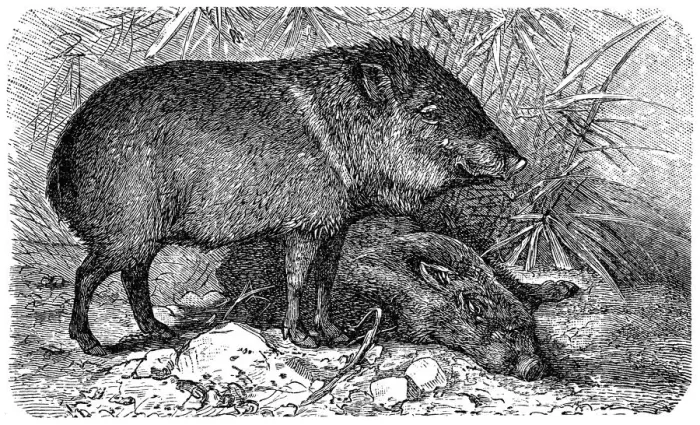 Framed Print : Peccary. Illustration of a Collared peccary or Pecari tajacu or Dicotyles Framed Print : Peccary. Illustration of a Collared peccary or Pecari tajacu or Dicotyles