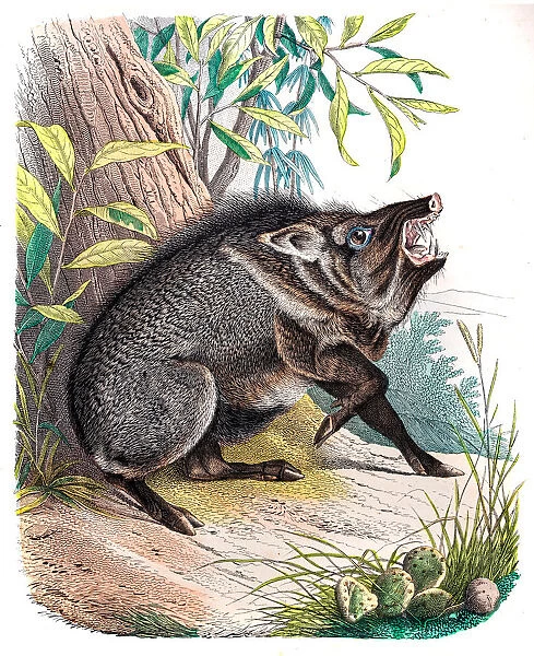 The Peccary engraving 1853