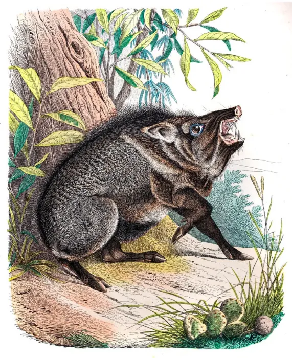 Framed Print : The Peccary engraving 1853 Framed Print : The Peccary engraving 1853