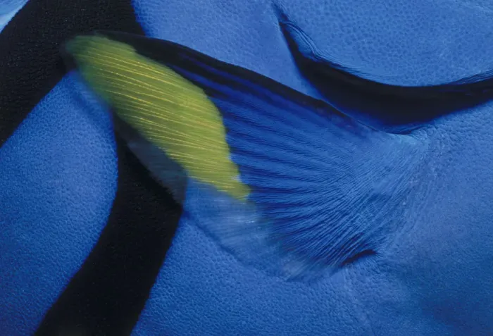 Framed Print : Pectoral Fin of Blue Tang