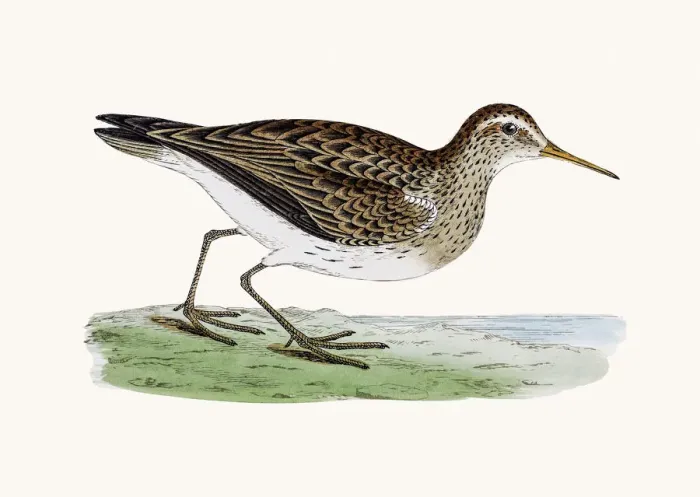 Framed Print : Pectoral Sandpiper Framed Print : Pectoral Sandpiper