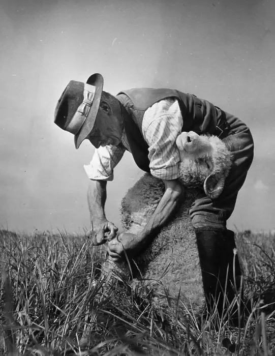 Framed Print : Pedicure. July 1949: Head Shepherd Fred Caddy paring a ewe's hoof at Maiden Framed Print : Pedicure. July 1949: Head Shepherd Fred Caddy paring a ewe's hoof at Maiden