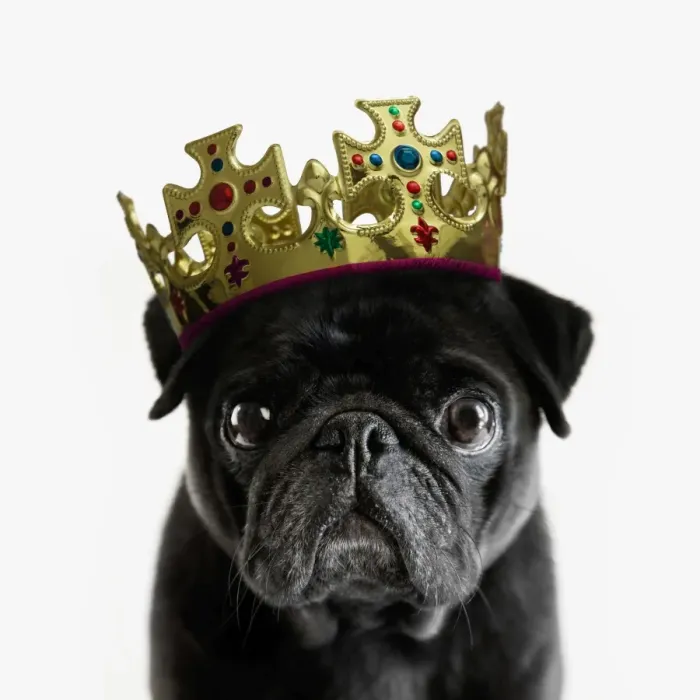 Framed Print : Pedigree Pug wearing a crown against white Framed Print : Pedigree Pug wearing a crown against white