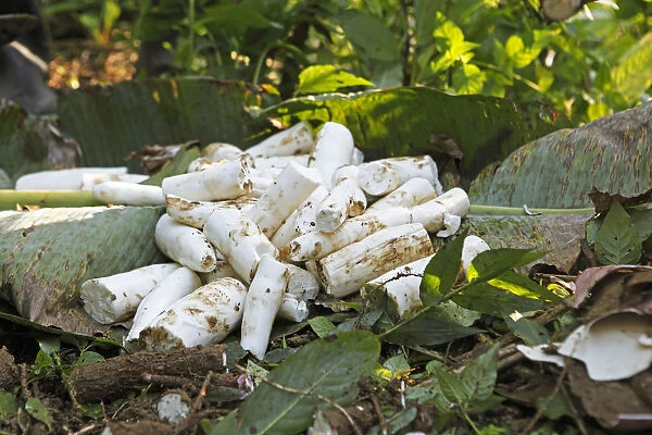 Peeled cassava root on the jungle floor, Sacha Runa, Napo Province, Ecuador