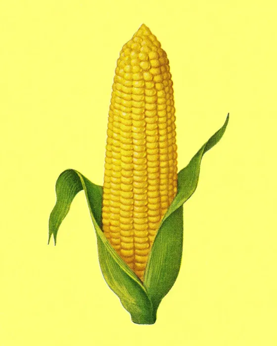Framed Print : Peeled corn against a yellow colored background Framed Print : Peeled corn against a yellow colored background