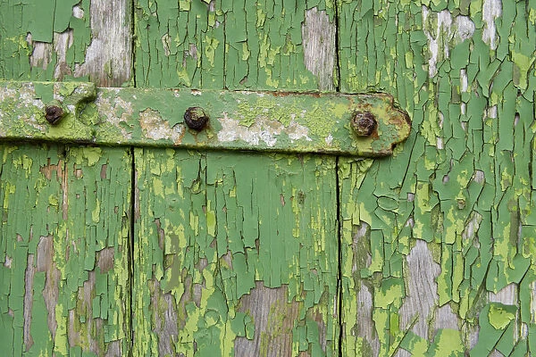 Peeling green paint on wooden boards and a hinge, Faroe Islands, Faroe Islands, Denmark