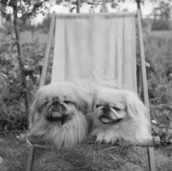 Framed Print : Pekinese Pets Framed Print : Pekinese Pets