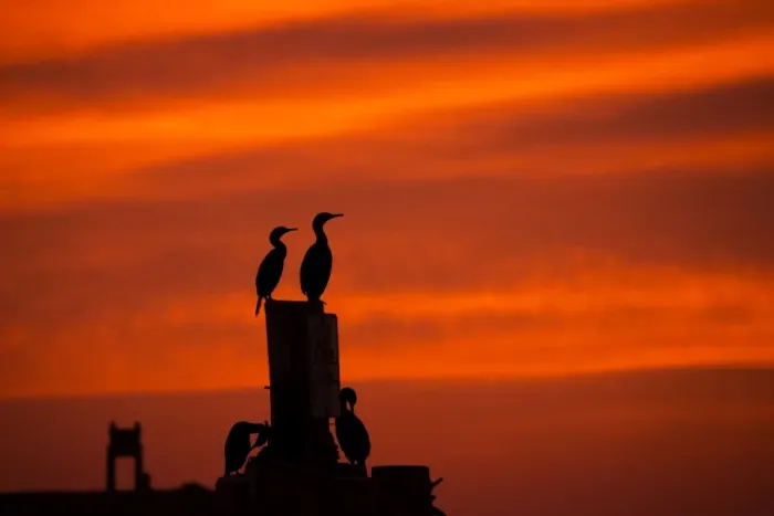 Framed Print : Pelagic Sunset