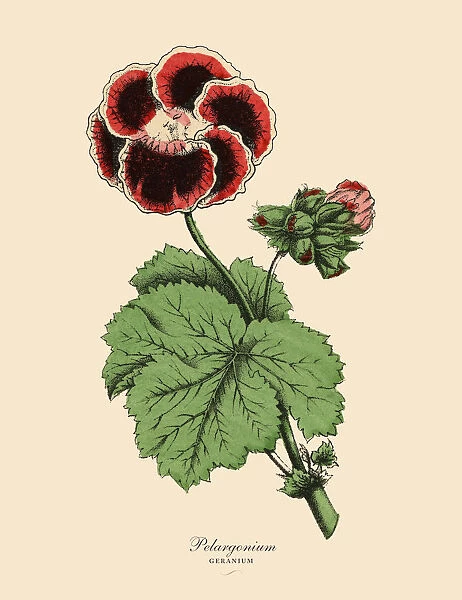 Pelargonium and Geranium Plants, Victorian Botanical Illustration