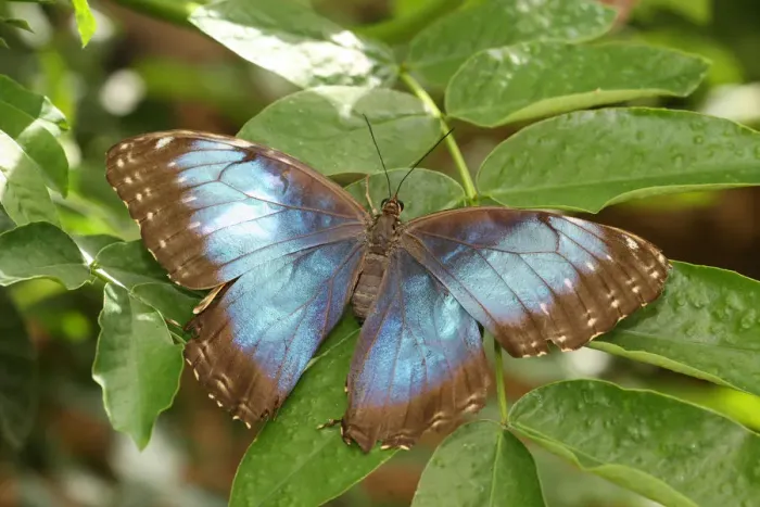 Framed Print : Peleides Blue Morpho -Morpho peleides-, South America