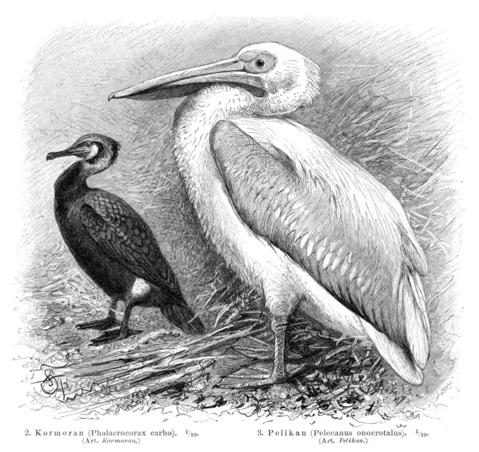 Framed Print : Pelican and Cormorant engraving 1895 Framed Print : Pelican and Cormorant engraving 1895