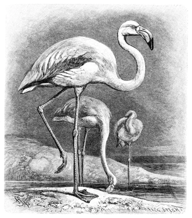 Framed Print : Pelican engraving 1892 Framed Print : Pelican engraving 1892