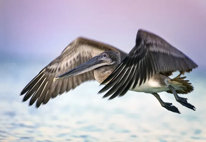 Framed Print : Pelican in Flight Dramatic Pink and Purple Sunrise Colors at Fort Myers Beach