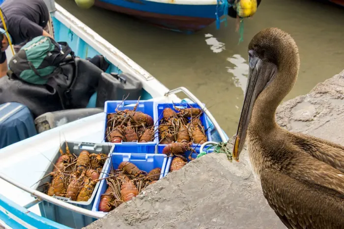 Framed Print : Pelican looking to the lobster Framed Print : Pelican looking to the lobster