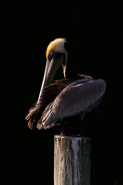 Pelican at Sunset. Pelican on post in sunset in Florida