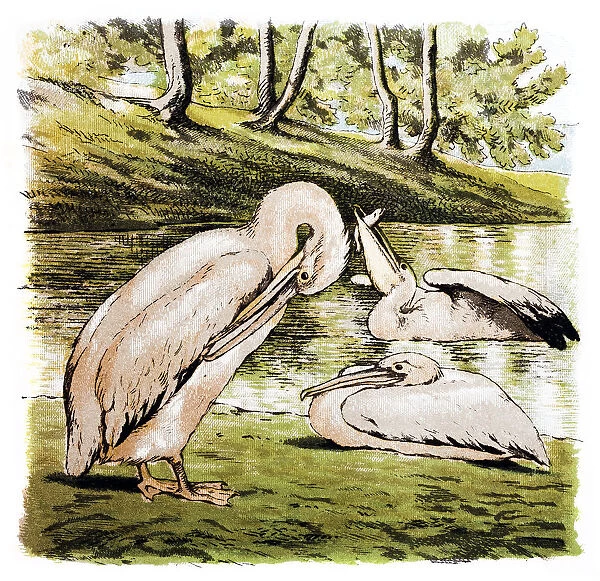 Pelicans. Illustration of a pelicans
