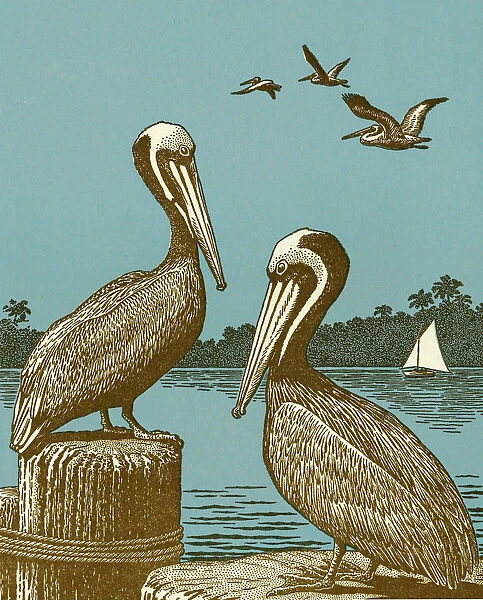 Pelicans. http: /  / csaimages.com / images / istockprofile / csa_vector_dsp.jpg