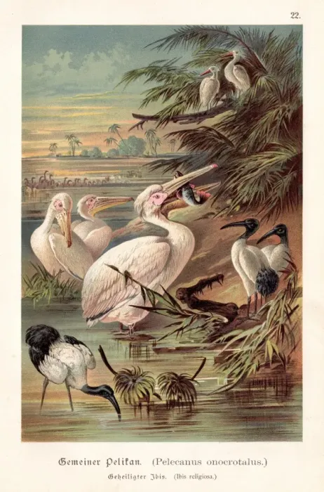 Framed Print : Pelicans illustration 1888 Framed Print : Pelicans illustration 1888