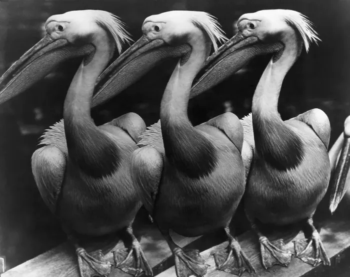 Framed Print : Three Pelicans; Full Length Framed Print : Three Pelicans; Full Length