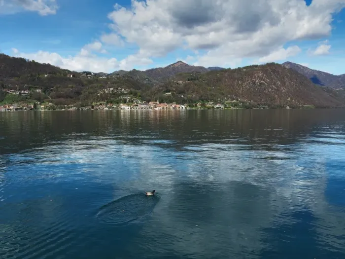 Framed Print : Pella, Lake Orta, Northern Italy, With Duck In The Foreground Framed Print : Pella, Lake Orta, Northern Italy, With Duck In The Foreground