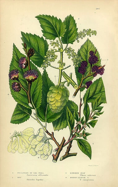 Pellitory, Lichwort, Hop, Elm, Elm Tree, Victorian Botanical Illustration