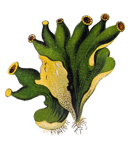 Peltigera malacea, commonly called veinless pelt or felt lichen