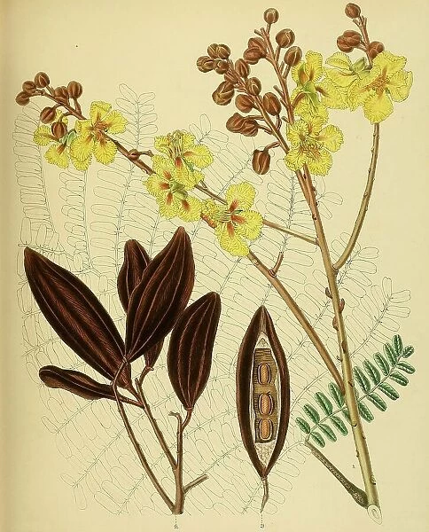 Peltophorum ferrugineum, native to Southeast Asia, Sri Lanka, digitally restored historical colour print from 1893