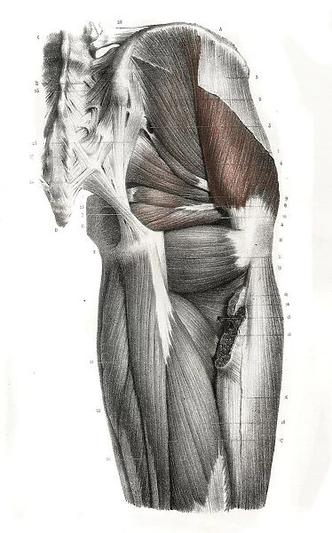 Pelvic femoral region anatomy engraving 1866
