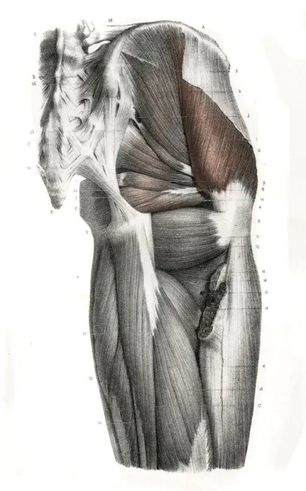 Framed Print : Pelvic femoral region anatomy engraving 1866