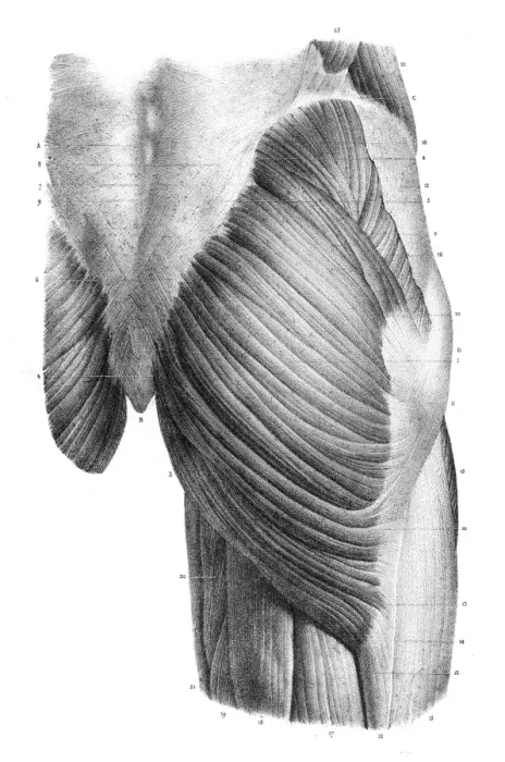 Framed Print : Pelvic femoral region anatomy engraving 1866 Framed Print : Pelvic femoral region anatomy engraving 1866