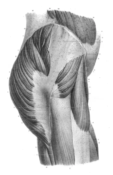 Framed Print : Pelvic femoral region anatomy engraving 1866