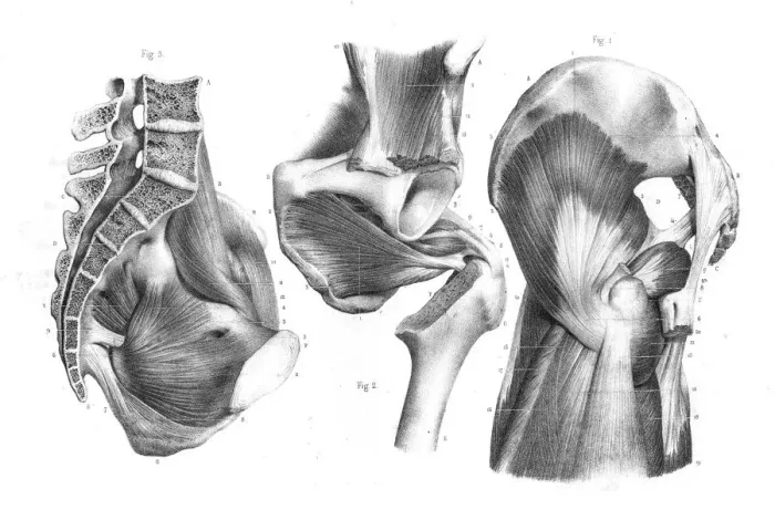 Framed Print : Pelvic femoral region anatomy engraving 1866 Framed Print : Pelvic femoral region anatomy engraving 1866