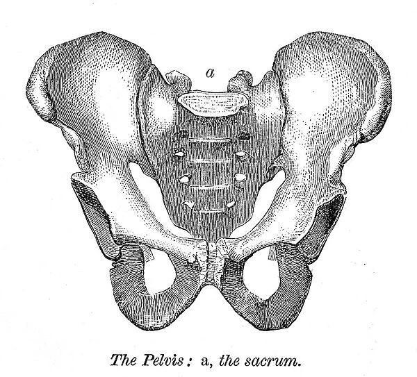The pelvis and sacrum engraving anatomy 1872