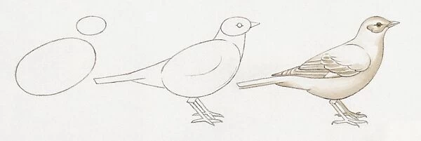 Pencil drawing of three stages of illustrating birds starting with basic body outline and ending with details including feather and common features