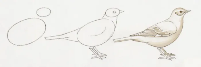 Framed Print : Pencil drawing of three stages of illustrating birds starting with basic body outline and ending with details including feather and common features Framed Print : Pencil drawing of three stages of illustrating birds starting with basic body outline and ending with details including feather and common features