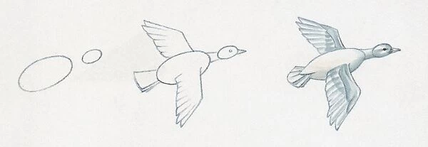 Pencil drawing of three stages of illustrating duck flying starting with basic body outline and ending with details including feather and common features