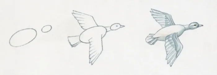 Framed Print : Pencil drawing of three stages of illustrating duck flying starting with basic body outline and ending with details including feather and common features Framed Print : Pencil drawing of three stages of illustrating duck flying starting with basic body outline and ending with details including feather and common features
