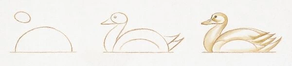 Pencil drawing of three stages of illustrating swimming duck starting with basic body outline and ending with details including feather and common features