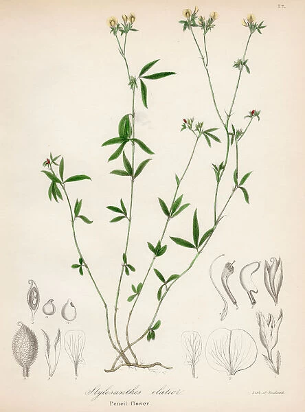 Pencil flower plant botanical engraving 1843