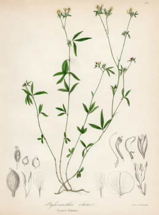 Framed Print : Pencil flower plant botanical engraving 1843