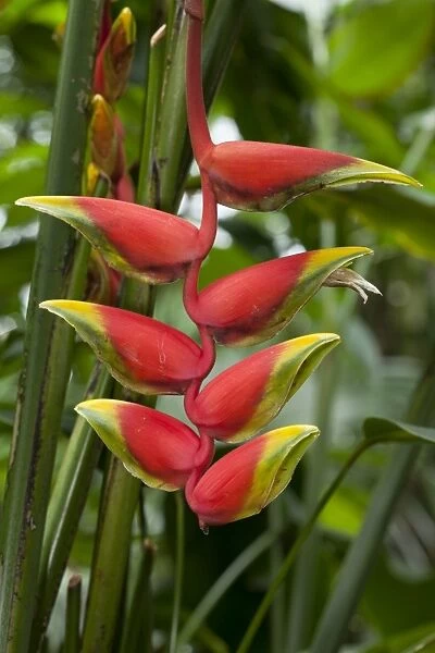Pendent Heliconia -Heliconia pendula-, native to south Mexico